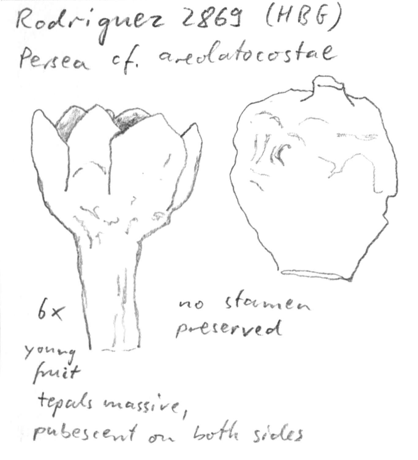 Vorschaubild Persea cf. areolatocostae (C.K. Allen) van der Werff